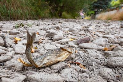 Ein toter Fisch liegt im ausgetrockneten Flussbett des Flusses Ilm am 13.08.2022 in Kranicheld, Thueringen. A dead fish-stock-foto