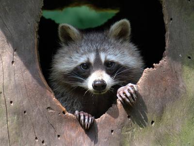 Tiere-Waschbaer-stock-photo