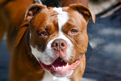 Hund, Hunde-stock-photo