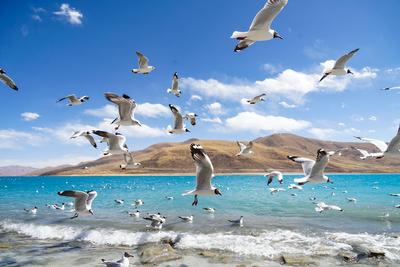 SHANNAN, CHINA - MARCH 31: Birds fly over the Yamdrok Lake on March 31, 2025 in Shannan, Xizang Autonomous Region of Chi-stock-foto