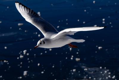Winter im K?penick-stock-photo
