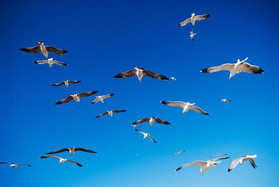 birds in flight in Essaouira, Morocco Copyright: xMichaelxMarquandx-stock-foto