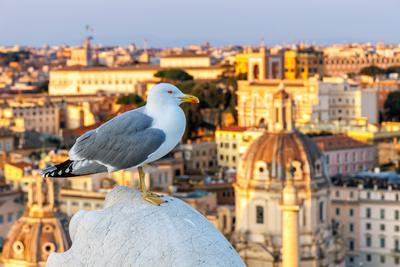 M?we mit Skyline von Rom in Italien-stock-photo