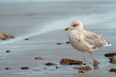A young european herring gull (Larus argentatus) standing on the beach (Brittany, France) France-stock-photo