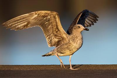 Atlantische Weisskopfmoewe, Atlantische Weisskopf-Moewe, Atlantische Silbermoewe, Larus michahellis, Larus michahellis atlantis, Yellow-legged Gull-stock-photo