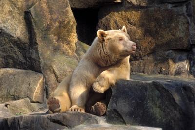 Bildnummer: 50103472  Datum: 24.07.2001  Copyright: imago/St?pperAlbino-Braunb?r im Tierpark Friedrichsfelde, Tiere; 2001, Berlin, B?r, B?ren, Braunb?ren, Raubtiere, S?ugetiere; , quer, Kbdia, Einzelbild, Deutschland, ohne, Ohne; Aufnahmedatum gesch?tzt-stock-foto