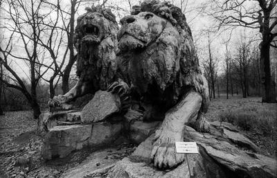 Tierpark Friedrichsfelde Deutschland, Berlin, 03.01.1991, Tierpark Friedrichsfelde, L?wen, standen fr?her vor dem Stadts-stock-photo