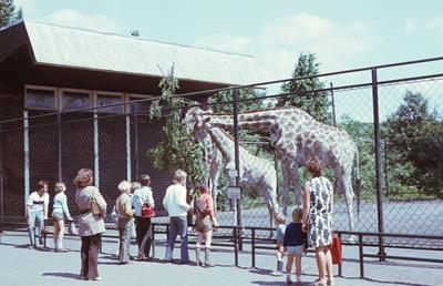 Bildnummer: 52124978  Datum: 11.06.1971  Copyright: imago/Gerhard LeberZoobesucher bei den Giraffen im Tierpark Friedrichsfelde in Ostberlin, Personen , Tiere; 1971, Ost-Berlin, Deutschland, DDR, Zoo, Giraffe; , quer, Kbdia, Totale, Deutsche Demokratische Republik,  ,; Aufnahmedatum gesch?tzt-stock-foto