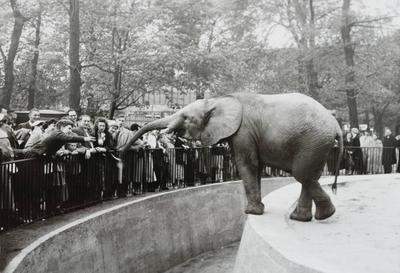 Zoo GDR, 20230101, Aufnahme ca. 1950, Berliner Zoo *** Zoo GDR, 20230101, photo ca 1950, Berlin Zoo-stock-photo