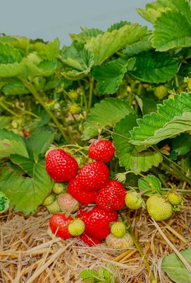 Landwirtschaft Erdbeerernte zum selber pfl?cken - hier die Erdbeeren mit Strohunterlage - gesehen auf dem Gleidinger Erd-stock-foto