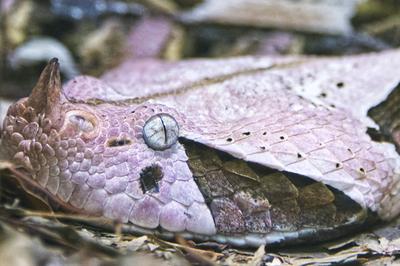 Headshot of a gaboon viper Near view of the head of a venomous gaboon viper Copyright: xZoonar.com/LENAxILIOPOULOUx 2051-stock-foto