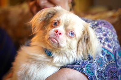 Mallorca, Spanien, Entertainer-Legende Roberto Blanco feiert seinen 88. Geburtstag im Kreis seiner Familie: Stolz pr?sen-stock-foto