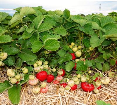 Landwirtschaft Erdbeerernte zum selber pfl?cken - hier die Erdbeeren mit Strohunterlage - gesehen auf dem Gleidinger Erd-stock-foto