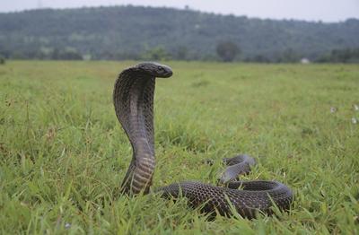 Indische Kobra, Naja naja, Maharashtra, Indien.-stock-photo
