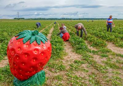 Landwirtschaft Erdbeerernte zum selber pfl?cken - hier gesehen auf dem Gleidinger Erdbeerfeld bei Hannover am 07.06.2025-stock-foto