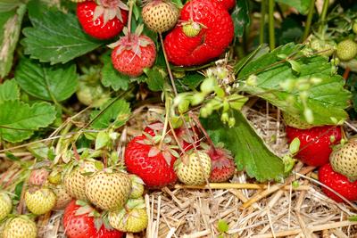 Landwirtschaft Erdbeerernte zum selber pfl?cken - hier die Erdbeeren mit Strohunterlage - gesehen auf dem Gleidinger Erd-stock-foto
