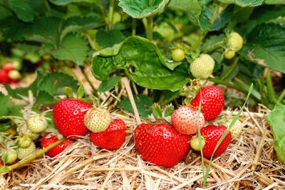 Landwirtschaft Erdbeerernte zum selber pfl?cken - hier die Erdbeeren mit Strohunterlage - gesehen auf dem Gleidinger Erd-stock-foto