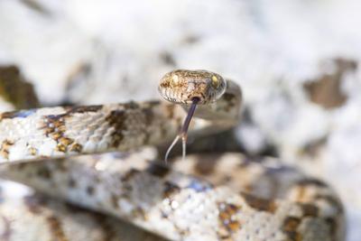 Europaeische Katzennatter (Telescopus fallax), zuengelnd, Kroatien, Cres cat snake, European cat snake (Telescopus falla-stock-foto