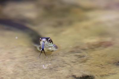 Ringelnatter, Ringel-Natter (Natrix natrix), zuengelnd im seichten Wasser, Portraet, Deutschland grass snake (Natrix nat-stock-foto