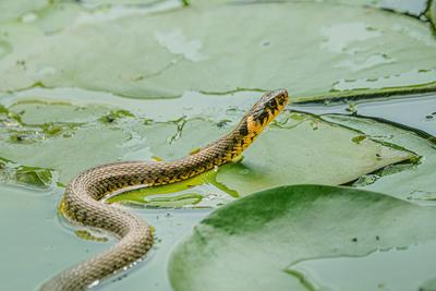 Ringelnatter, Ringel-Natter (Natrix natrix), Weibchen gleitet ueber Seerosenblaetter, Deutschland, Bayern, Isental grass-stock-foto
