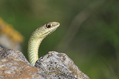 Eidechsennatter, Europaeische Eidechsennatter, Westliche Eidechsennatter (Malpolon monspessulanus), Maennchen beobachtet-stock-foto