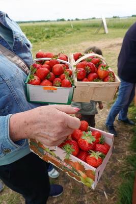 Landwirtschaft Erdbeerernte zum selber pfl?cken - hier gesehen auf dem Gleidinger Erdbeerfeld bei Hannover am 07.06.2025-stock-foto