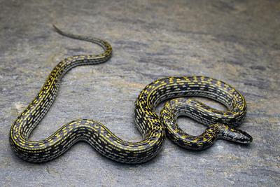 Lycodon mackinnoni, named after Philip W. Mackinnon, an all-round naturalist, who lived in Mussoorie in Uttar Pradesh in-stock-foto