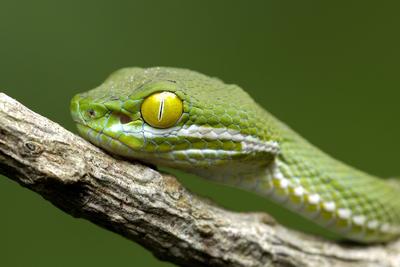 Creative Highlights World Grossaugen-Bambusotter, Grossaugenbambusotter (Trimeresurus macrops, Cryptelytrops macrops), P-stock-photo