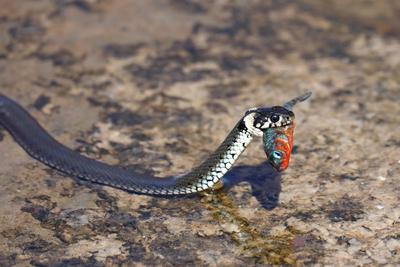Ringelnatter, Ringel-Natter (Natrix natrix), auf einem Stein mit einem Dreistacheligen Stichlingsmaennchen im Brutkleid-stock-photo