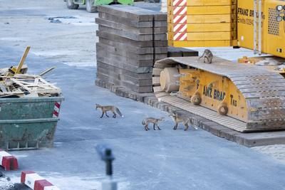 Bauarbeiten, Regierungsviertel, Berlin, Fuchs-stock-foto