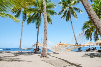 hammock with palm trees in a blue sky at the Caribbean St Lucia Island hammock with palm trees in a blue sky at the Cari-stock-foto
