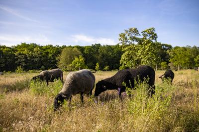 Schafe im Landschaftspark Herzberge in Lichtenberg in Berlin am 31. Mai 2023. Nicht nur Hasenhaide: Berliner Parks *** S-stock-photo