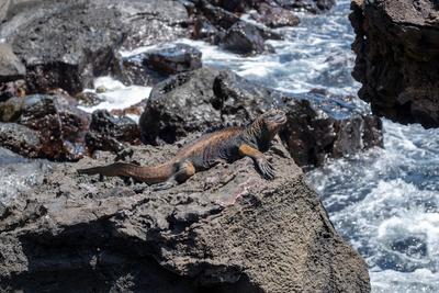 Meeresleguan, der sich auf einem Felsen am Meer ausruht, Galapagos-stock-foto