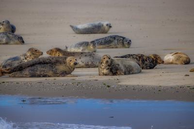 Eierland, De Cocksdorp, Texel, Niederlande, 28. Oktober 2024, Seehunde ruhen sich gem?tlich am Strand in einer wundersch?nen K?stenlandschaft aus-stock-foto