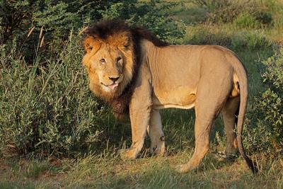 M?nnlicher afrikanischer L?we in seinem nat?rlichen Lebensraum - S?dafrika-stock-photo