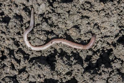 Regenwurm (Lumbricus terrestris), auch Tauwurm oder Aalwurm-stock-foto