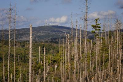 Waldsterben im Harz - Blick auf den Brocken-stock-foto