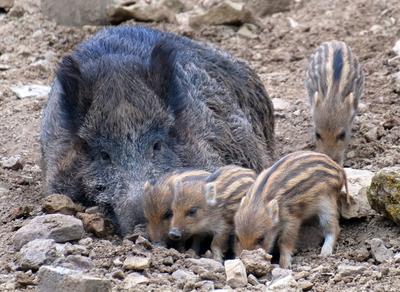 Wildschwein in freier Natur-stock-photo