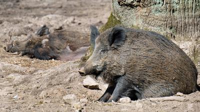 Wildschwein in freier Natur-stock-photo