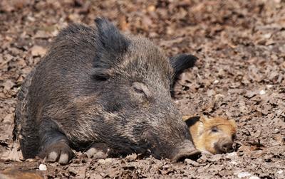 Wildschweine in Aktion. Wildschweine in der freien Natur *** Wild boars in action Wild boars in the wild-stock-photo