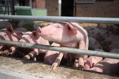 13.08.20, Photography Schweinezucht Schwein Hausschwein Bioland alte Rassen Fleisch Schnitzel Massentierhaltung , hier B-stock-foto