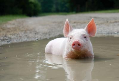 Niedliche Ferkelmotive - rosa Ferkel genie?t ein Bad im Wasserloch. Schweine lieben Wasser. Sauberes, rosa schimmerndes-stock-foto