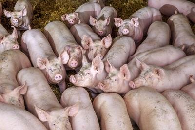 Gl?ckliche Schweine in Sachsen DEU/Sachsen/ Limbach-Oberfrohna ? Schweinemast: Die Agrargenossenschaft Sachsenland im L-stock-foto