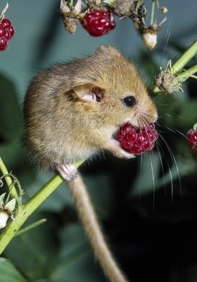 Haselmaus frisst rote Beeren Copyright xMEVx ALLMVMEV58039-stock-foto