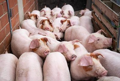 Ferkeltransporte - Ferkel werden ?ber eine Verladerampe auf einen Transportanh?nger getrieben, landwirtschaftliches Sym-stock-foto