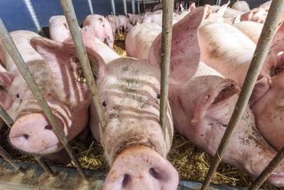 Gl?ckliche Schweine in Sachsen DEU/Sachsen/ Limbach-Oberfrohna ? Schweinemast: Die Agrargenossenschaft Sachsenland im L-stock-foto