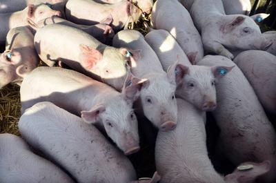 Strohschweine, Sau, Ferkel, Schwein, artgerechte Schweinehaltung auf einem Bauernhof in Bayern, Au?enklimastall, Schwein-stock-foto