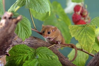 Haselmaus Hasel Maus Muscardinus avellanarius in einem Himbeerstrauch Deutschland Hessen commo-stock-foto