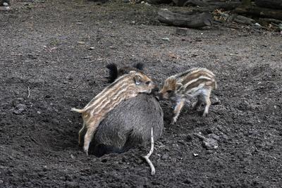 Bache mit zwei Frischlingen liegt im Schlamm- Wildschweine (Sus scrofa) im Wildgehege am Tegeler Forst in Reinickendorf-stock-foto