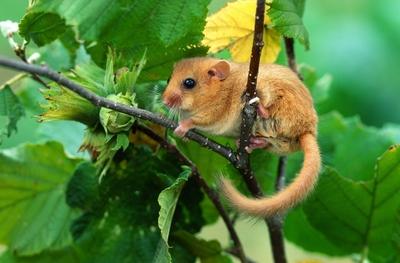 Haselmaus auf Haselstrauch Haselmaus; Muscardinus avellanarius; Bilch; Copyright: xZoonar.com/JürgenxVogtx 6811512-stock-photo